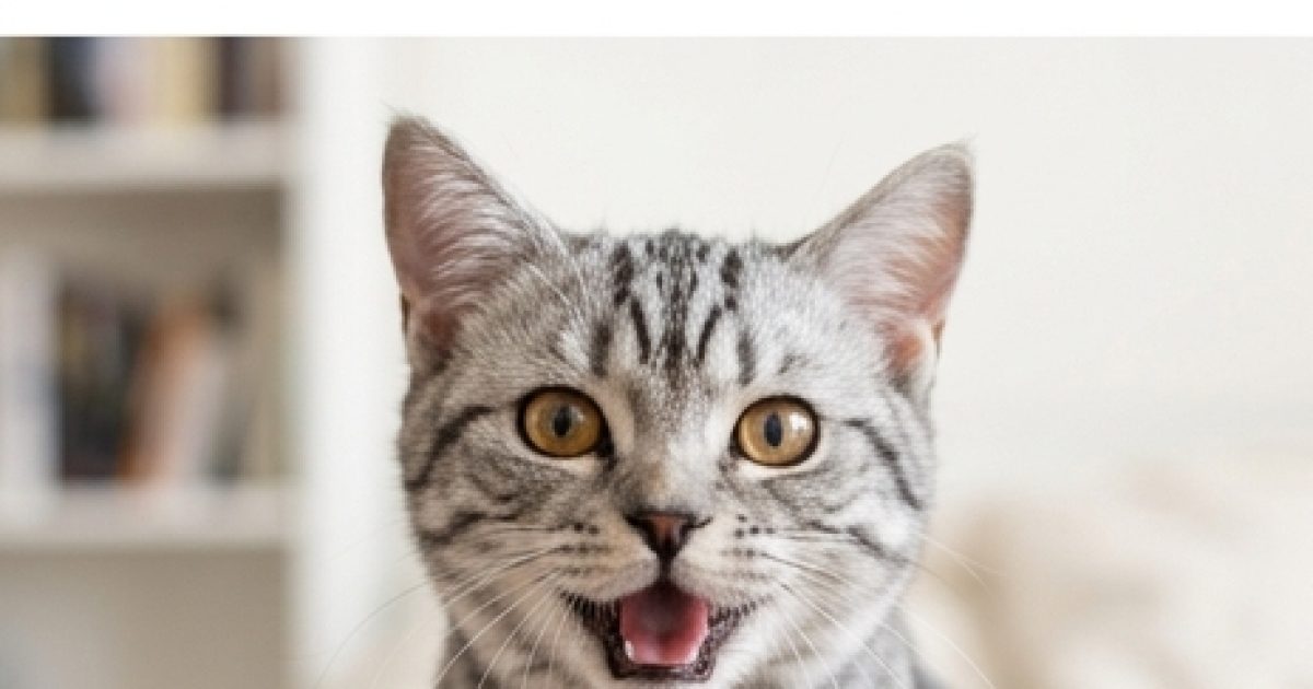 Pourquoi les chats miaulent-ils quand on leur parle ?