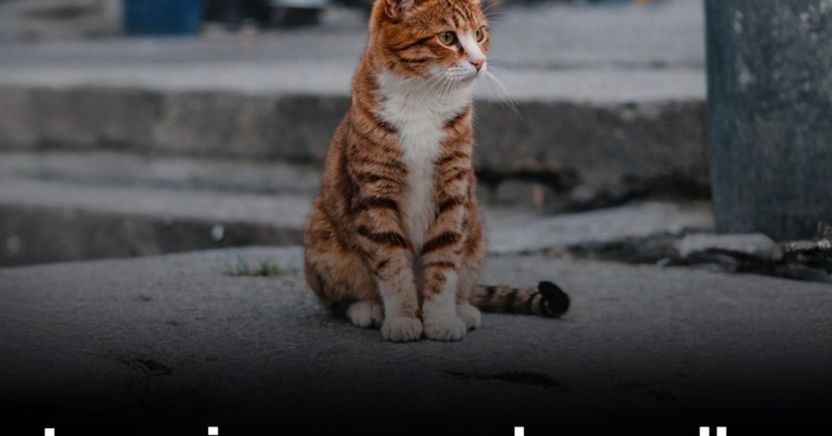 Pourquoi les chats quittent-ils leur domicile et ne reviennent pas ?