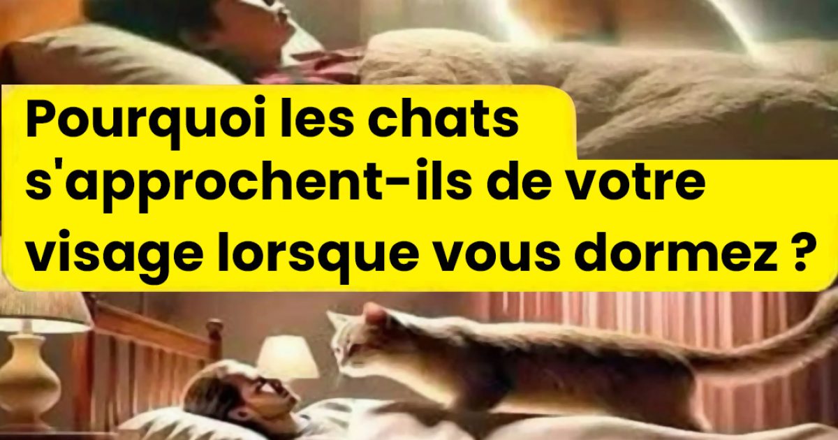 Pourquoi les chats s’approchent de vous pendant que vous dormez, ou se frottent contre vous ?