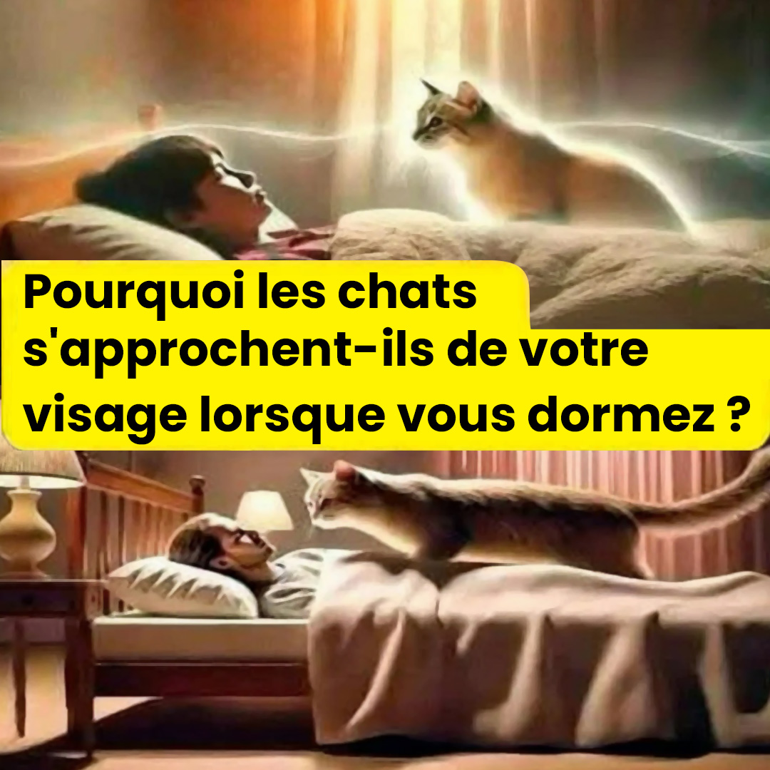 Pourquoi les chats s’approchent de vous pendant que vous dormez, ou se frottent contre vous ?