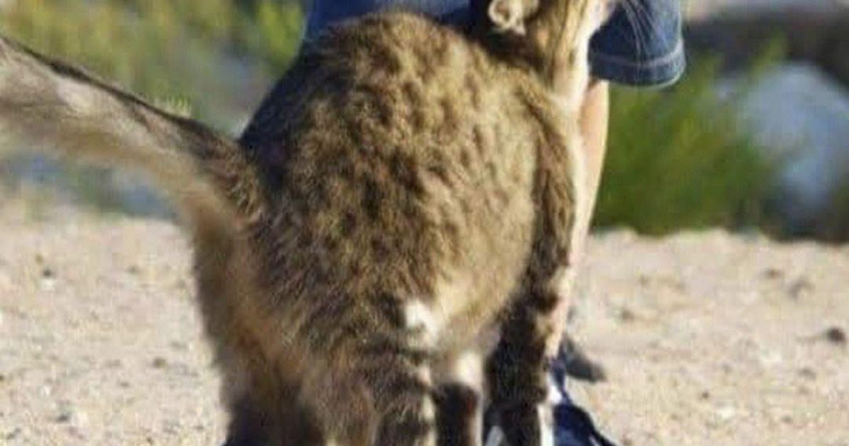 Pourquoi les chats se frottent-ils contre nous ? La vérité derrière ce comportement intrigant