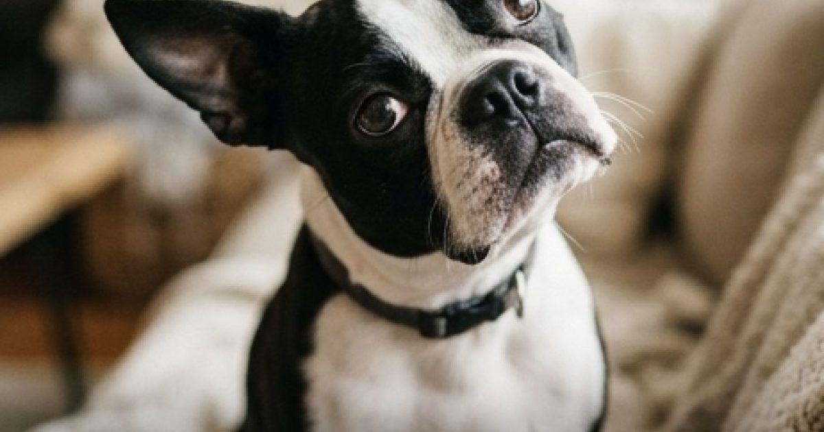 Pourquoi les chiens penchent-ils la tête ?