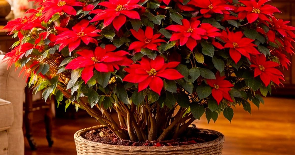 Pourquoi les feuilles du poinsettia tombent-elles : causes et solutions
