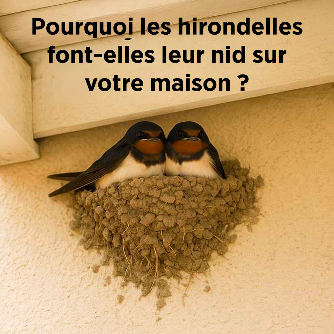 Pourquoi les hirondelles choisissent-elles votre maison ? Des présages populaires que tout le monde devrait connaître !