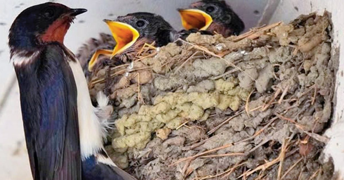 Pourquoi les hirondelles construisent-elles leurs nids sur votre maison ?