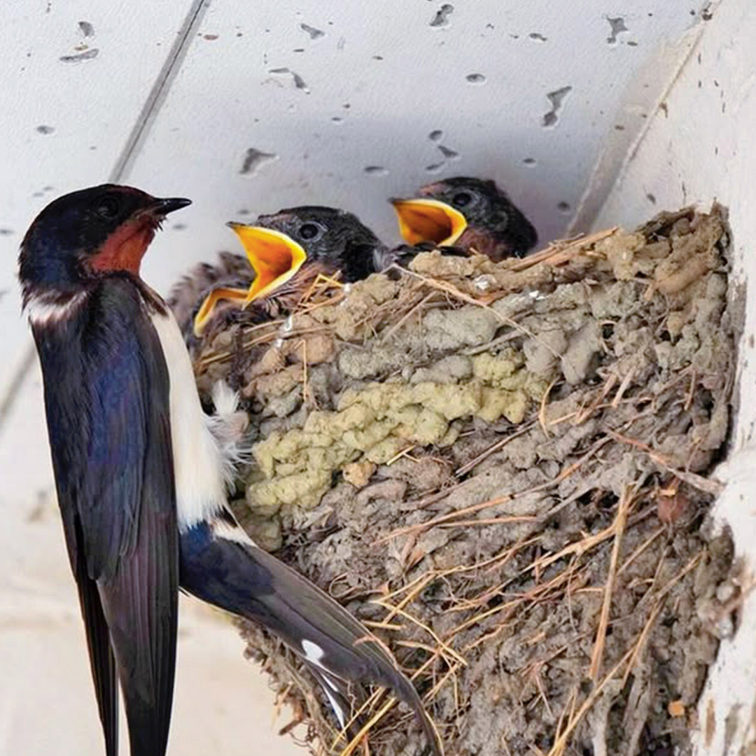 Pourquoi les hirondelles construisent-elles leurs nids sur votre maison ?