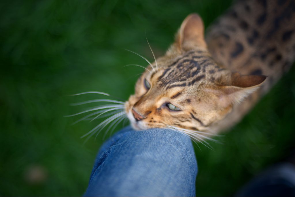 Pourquoi votre chat vous frotte-t-il ? Le langage secret de ses gestes affectueux décrypté