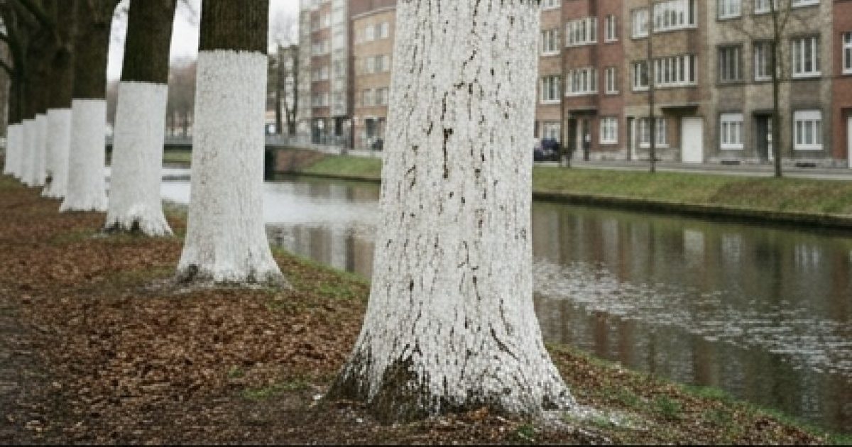 Pourquoi peint-on les troncs d’arbres en blanc ?
