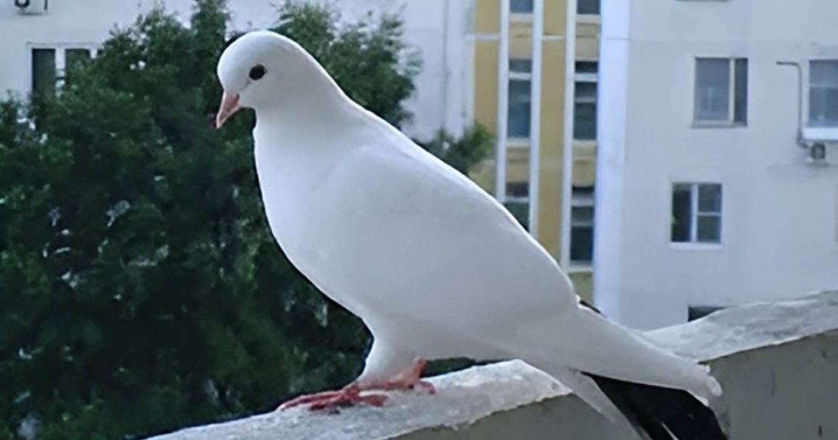 Pourquoi un pigeon se pose-t-il sur le rebord de la fenêtre et que veut-il dire à ses propriétaires ?