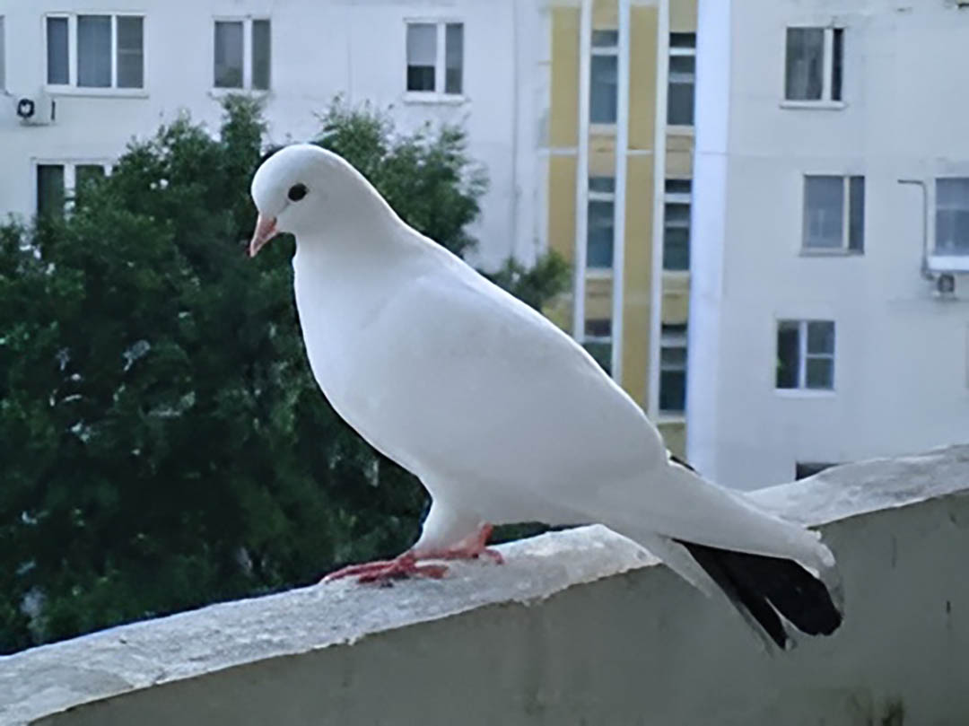 Pourquoi un pigeon se pose-t-il sur le rebord de la fenêtre et que veut-il dire à ses propriétaires ?
