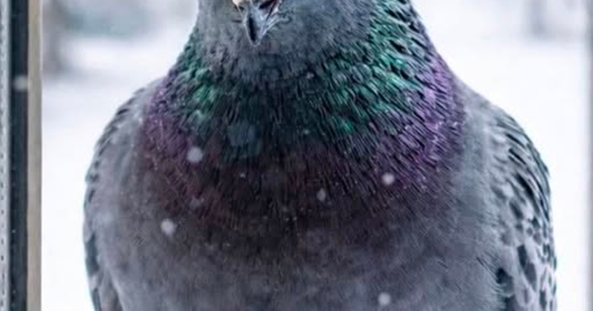 Pourquoi une colombe s’est posée sur le rebord de la fenêtre : les principaux signes et ce qu’elle veut nous signaler