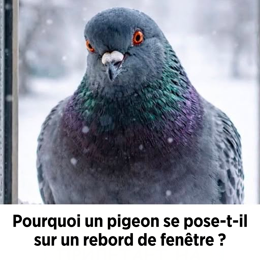 Pourquoi une colombe s’est posée sur le rebord de la fenêtre : les principaux signes et ce qu’elle veut nous signaler
