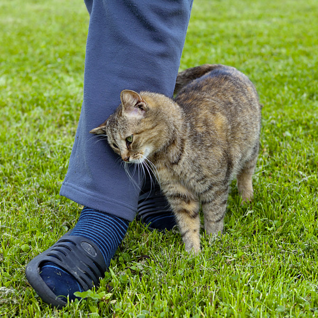 Pourquoi votre chat se frotte-t-il contre vous ? Ce que ça révèle vraiment
