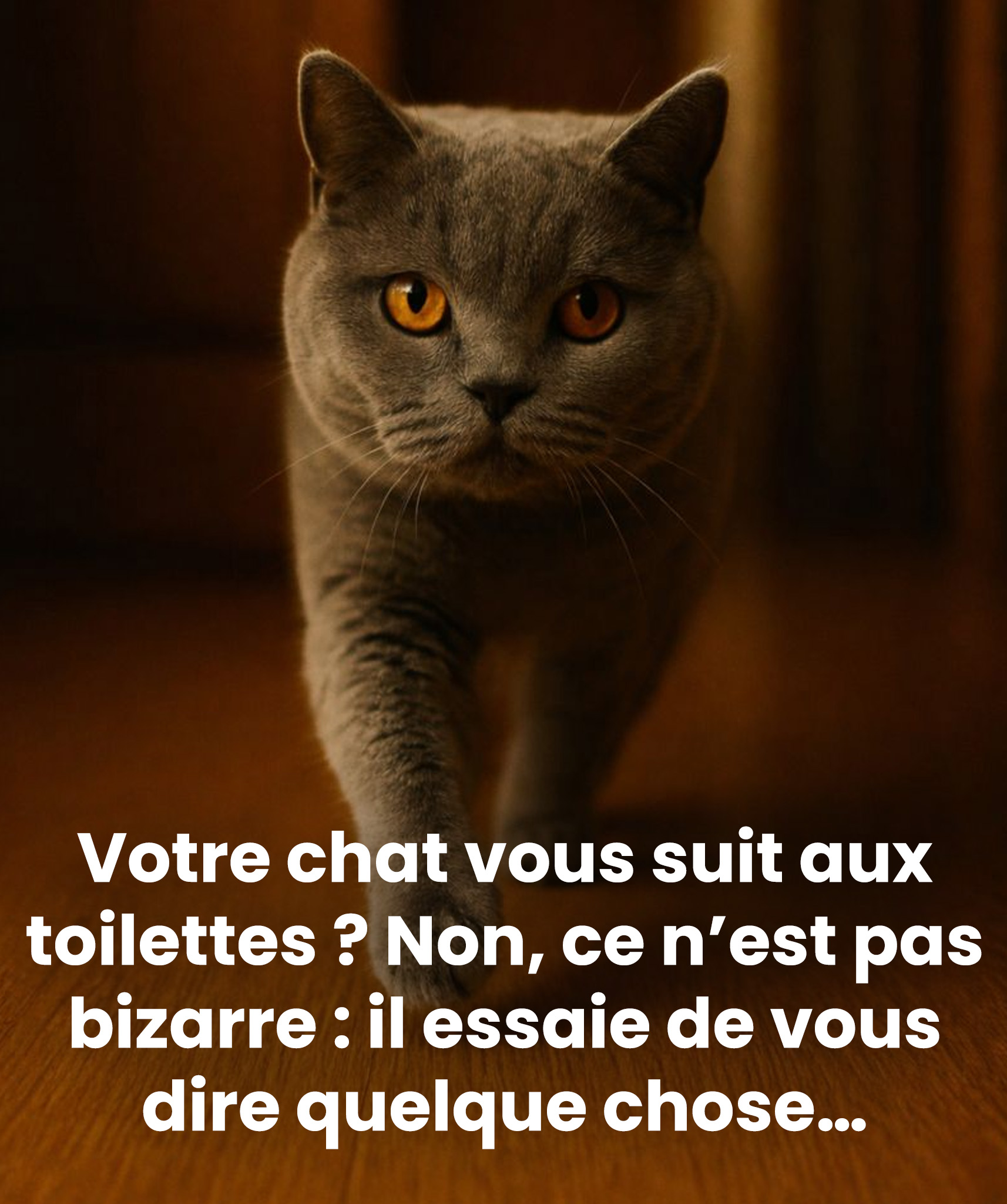 Pourquoi votre chat vous accompagne aux toilettes : la véritable raison enfin dévoilée