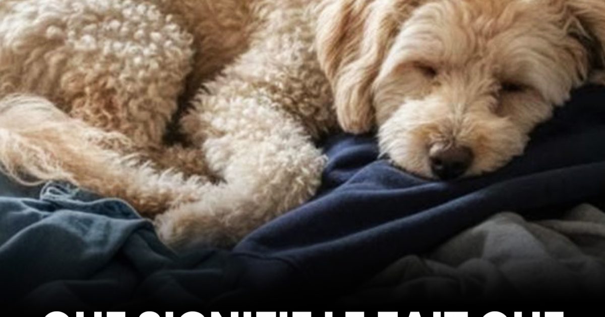 Pourquoi votre chien dort-il sur vos vêtements ? Les experts expliquent enfin pourquoi