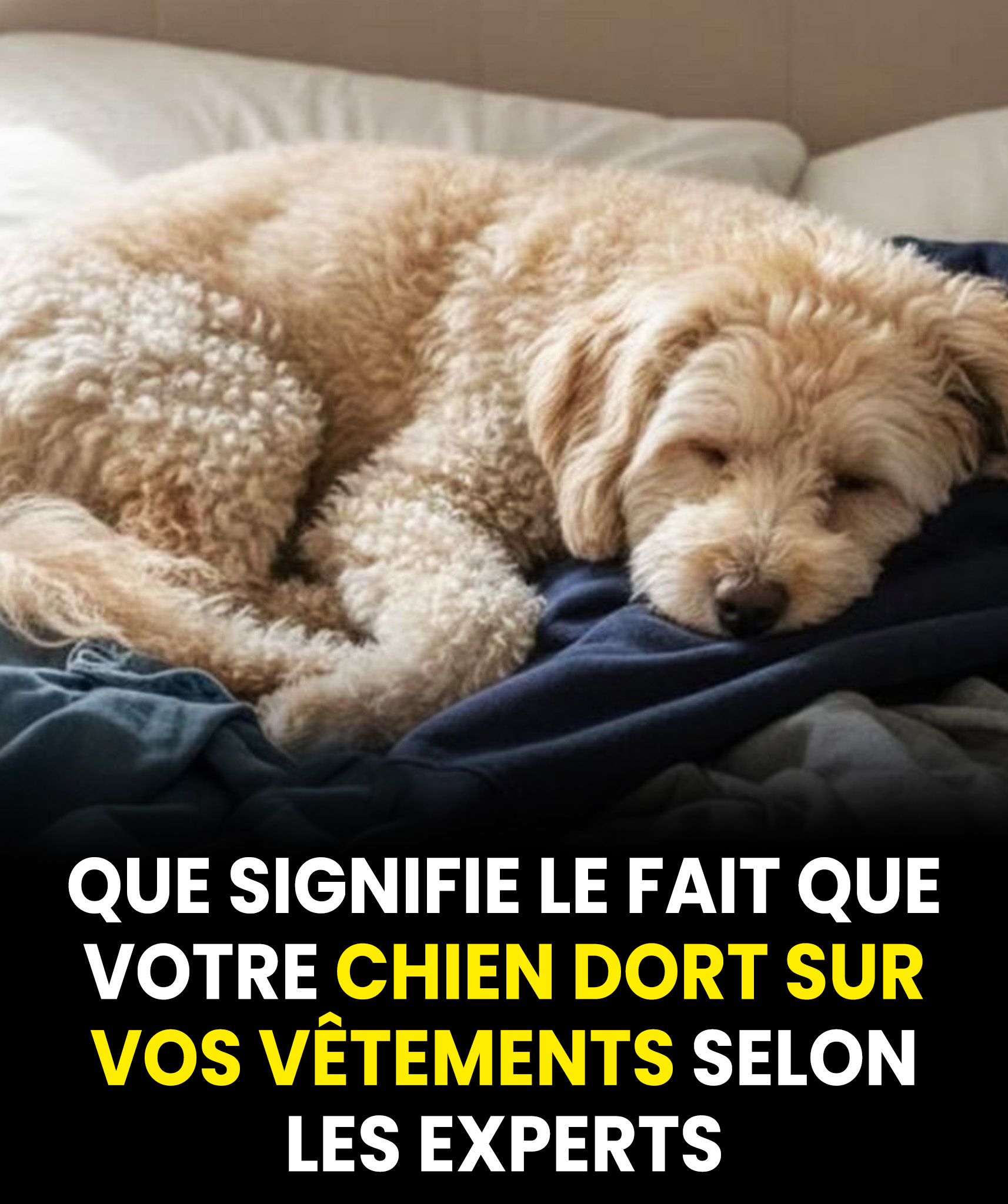 Pourquoi votre chien dort-il sur vos vêtements ? Les experts expliquent enfin pourquoi