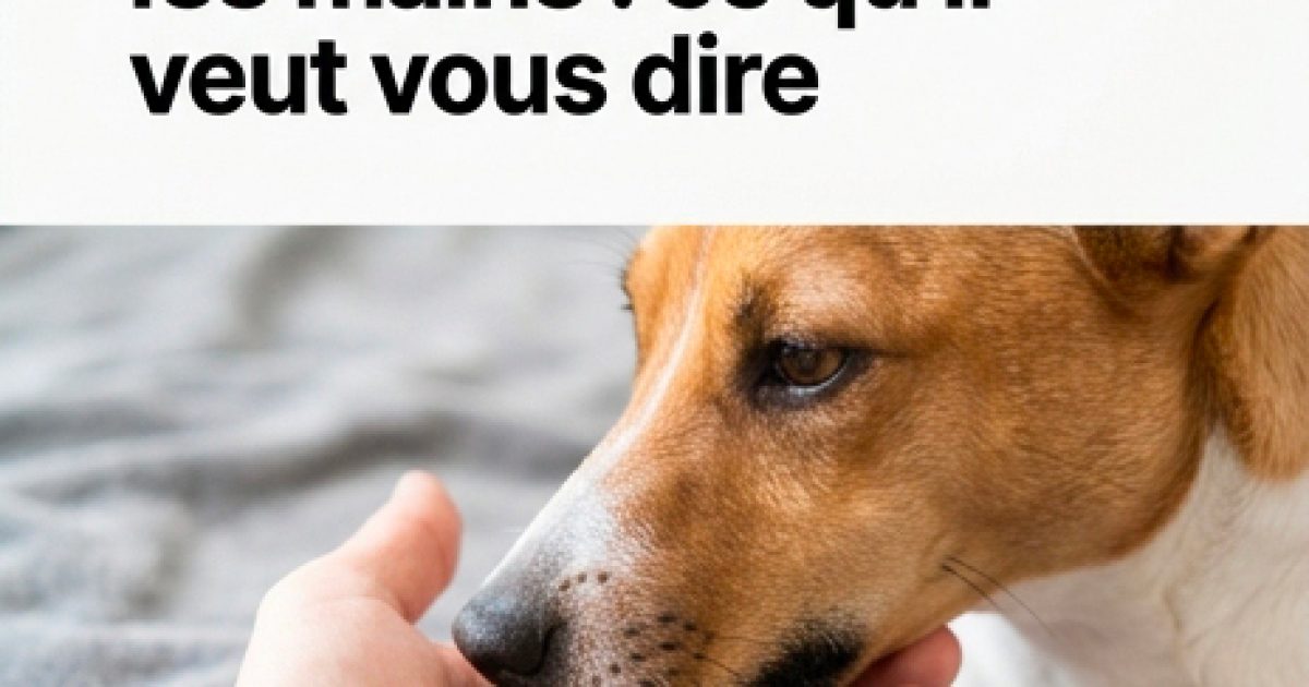 Pourquoi votre chien vous lèche si souvent les mains : ce qu’il essaie de vous dire