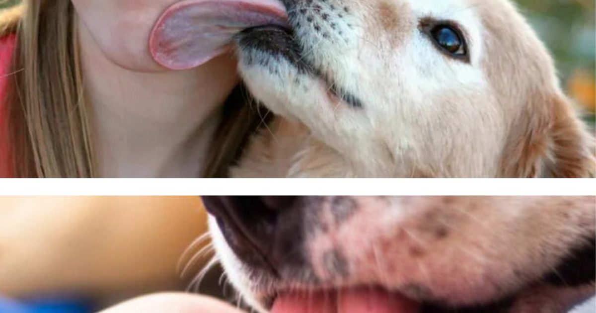 Pourquoi votre chien vous lèche-t-il le visage ou les mains, et que cherche-t-il vraiment à vous dire ? – Des signaux à décrypter