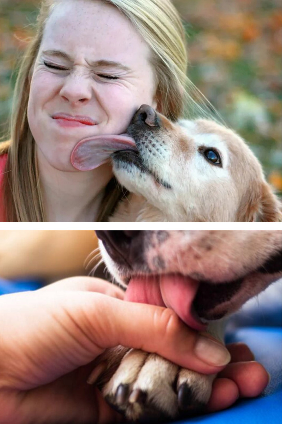 Pourquoi votre chien vous lèche-t-il le visage ou les mains, et que cherche-t-il vraiment à vous dire ? – Des signaux à décrypter