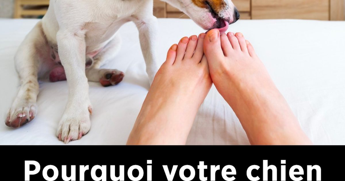 Pourquoi votre chien vous lèche-t-il les pieds ? Découvrez les raisons de cette curieuse habitude !