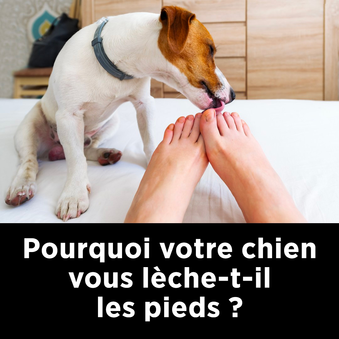 Pourquoi votre chien vous lèche-t-il les pieds ? Découvrez les raisons de cette curieuse habitude !