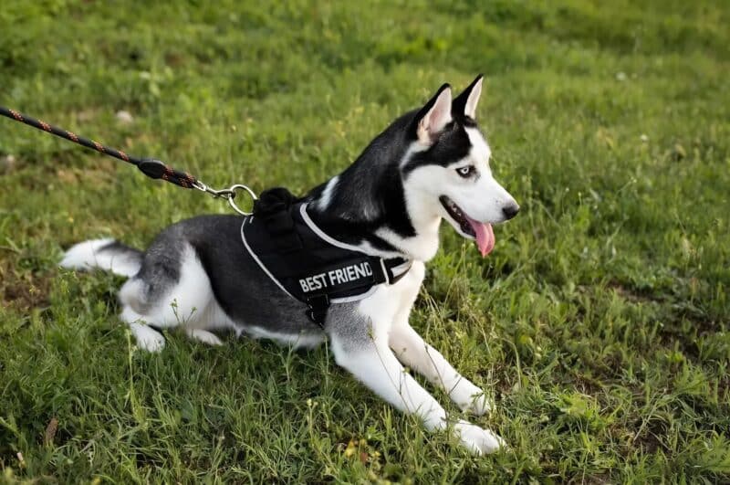 À l’aéroport, une chienne policière bondit soudain sur une poussette : ce qu’elle y a découvert a glacé l’assemblée