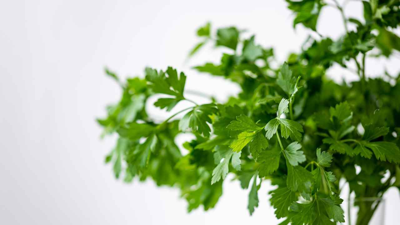 Garder son persil frais plus d’un an : l’astuce infaillible des grands chefs