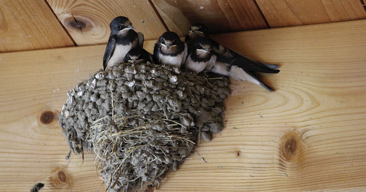 Quand les hirondelles font leur nid chez vous : coïncidence ou signe du destin ?