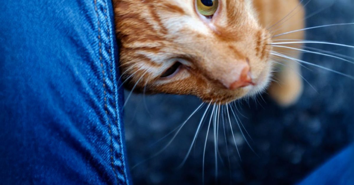 Quand un chat se frotte contre vous, voici ce que cela signifie