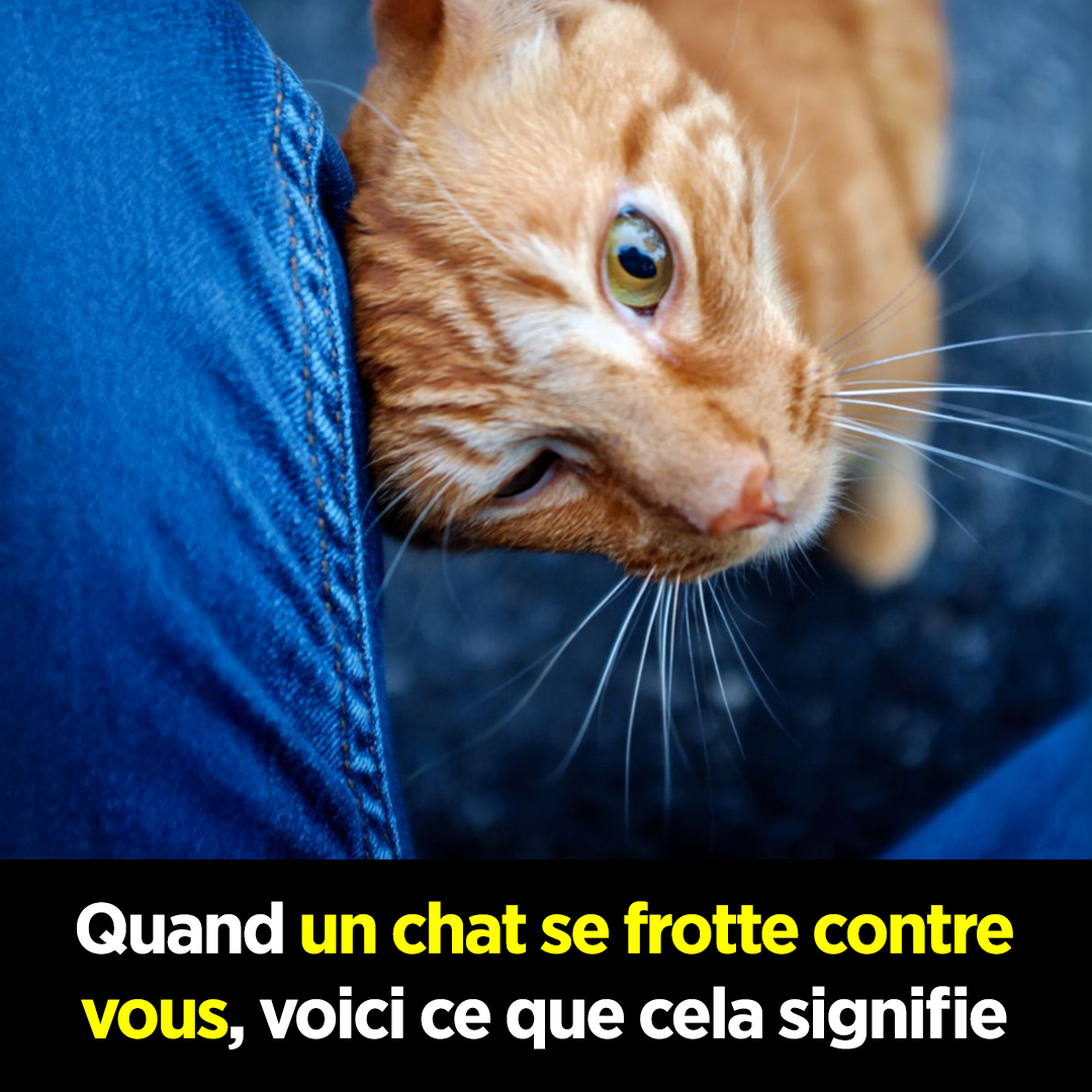 Quand un chat se frotte contre vous, voici ce que cela signifie
