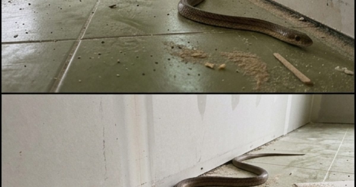Quand un serpent entre chez vous : que signifie réellement cela et que faire ?