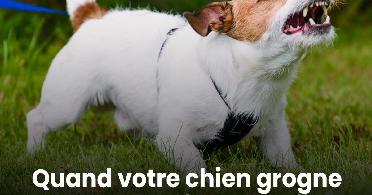 Quand votre chien grogne contre quelqu’un, ce qu’il ressent réellement pourrait bien vous surprendre.