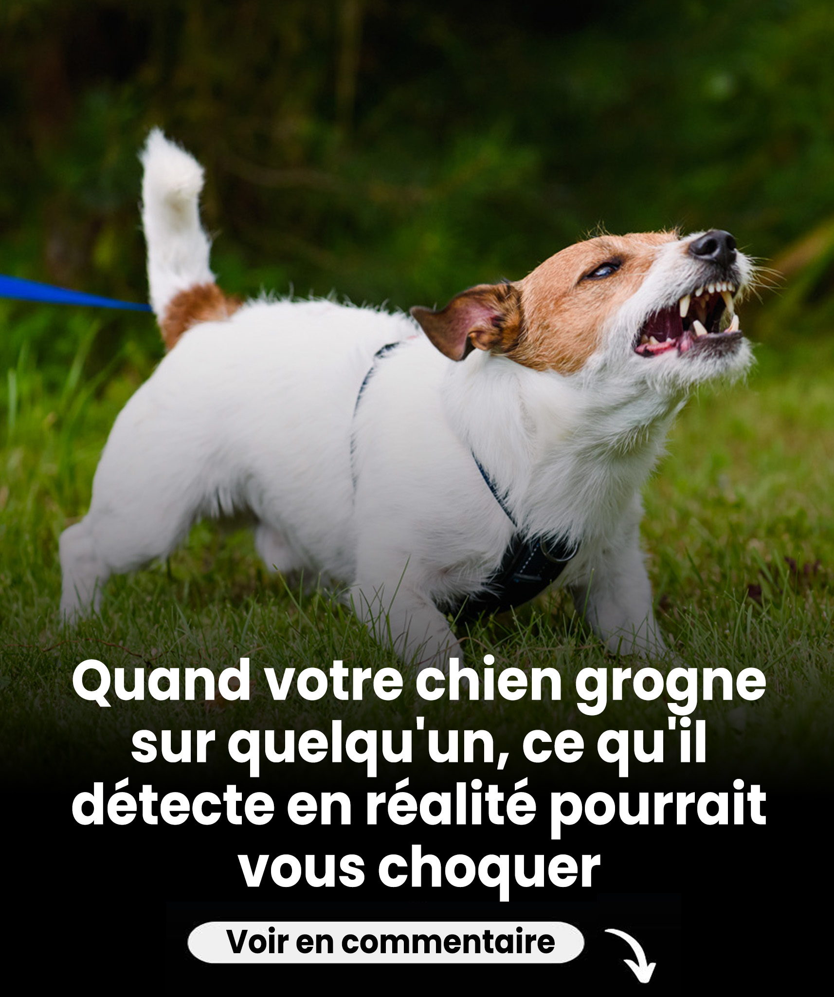 Quand votre chien grogne contre quelqu’un, ce qu’il ressent réellement pourrait bien vous surprendre.