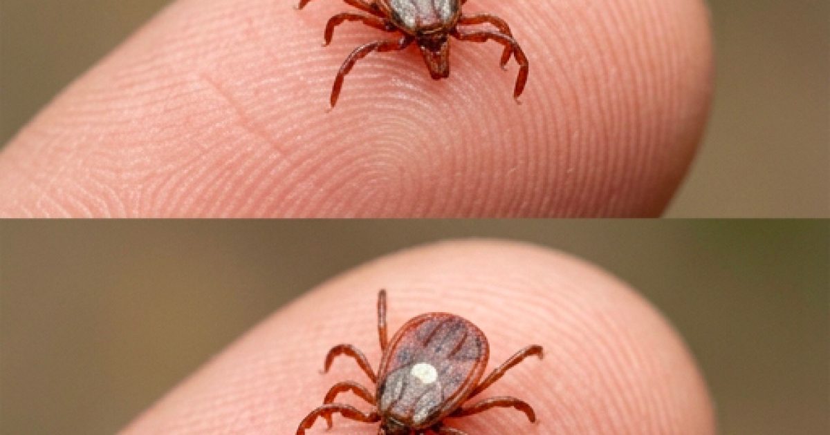 Que faire si vous trouvez une tique étoilée sur votre peau : un guide étape par étape