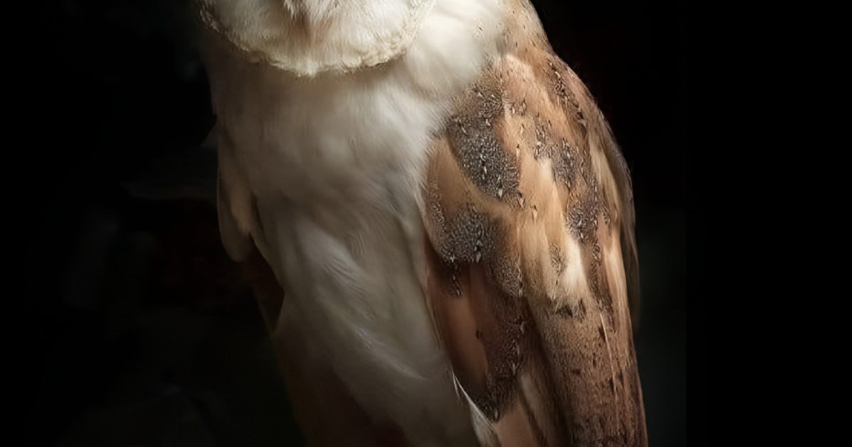 Que révèle votre animal totem ?