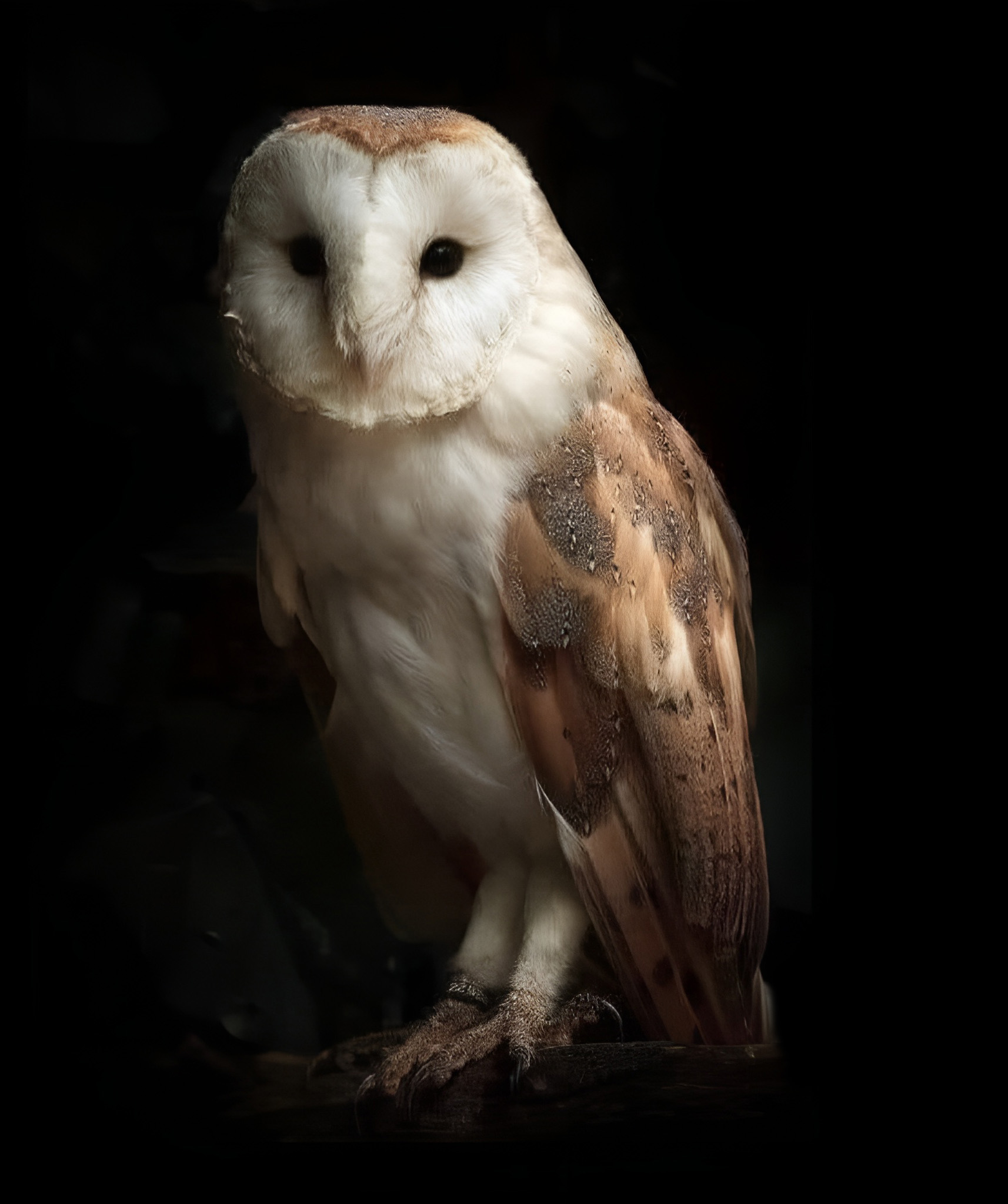 Que révèle votre animal totem ?