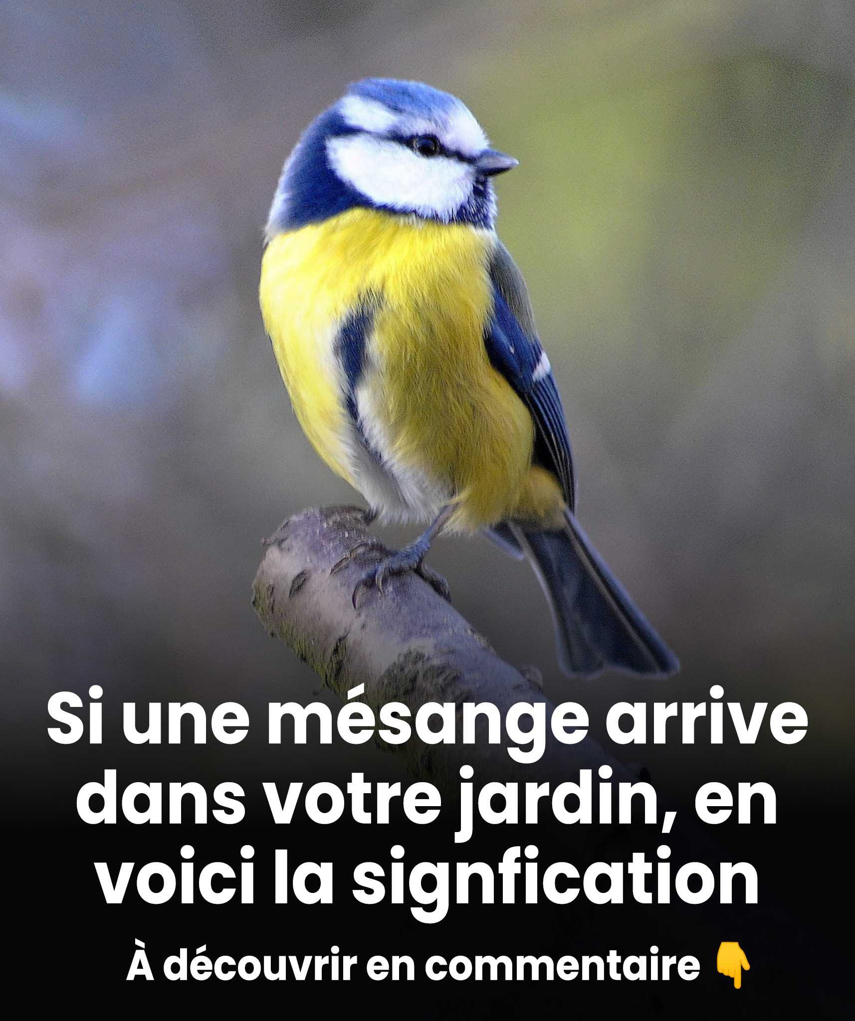 Que révèle vraiment la présence d’une mésange dans votre jardin ?