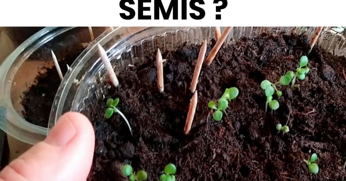 Que semer en décembre pour préparer un printemps généreux