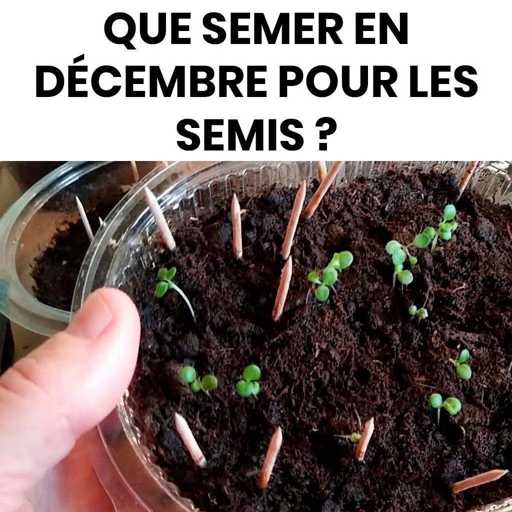Que semer en décembre pour préparer un printemps généreux