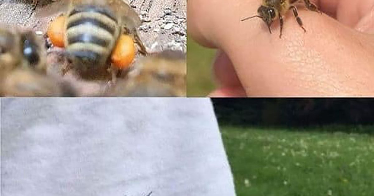 Que signifie la présence d’abeilles dans votre maison ?