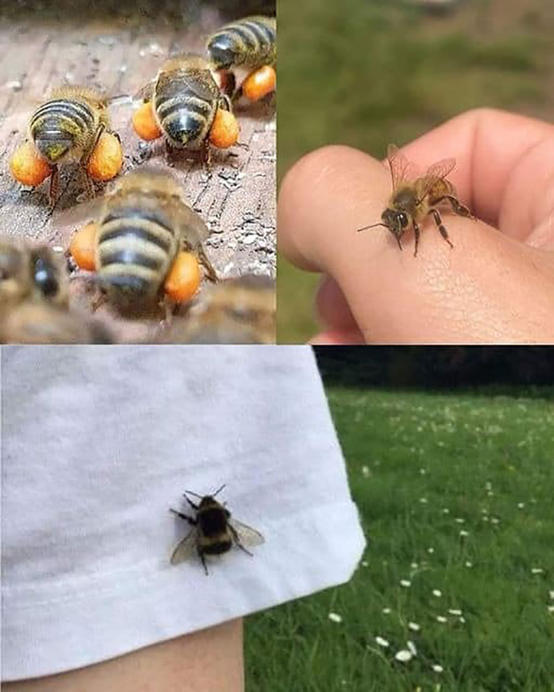 Que signifie la présence d’abeilles dans votre maison ?