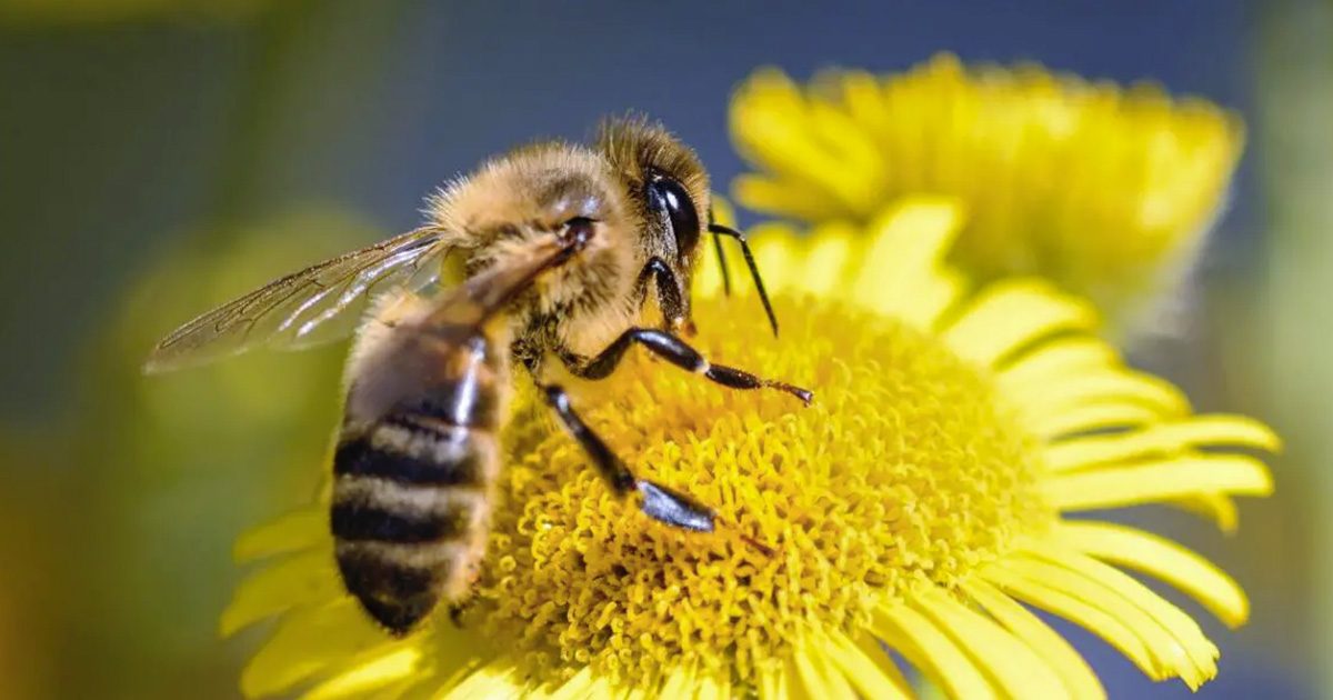 Que signifie la présence d’abeilles dans votre maison ?