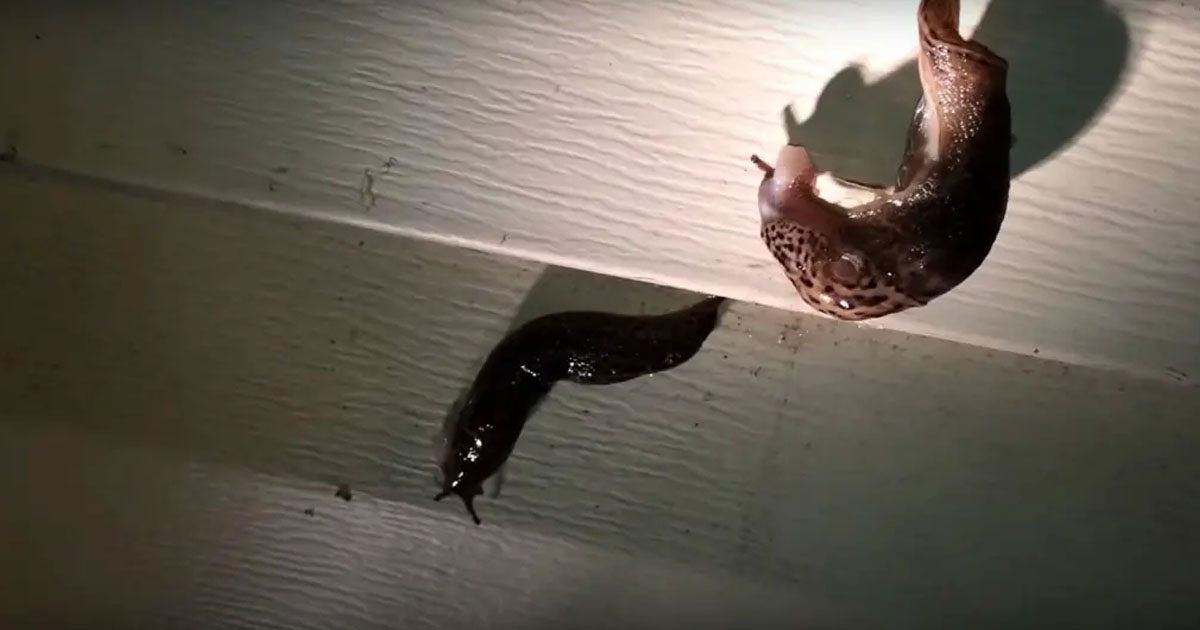 Que signifie la présence de limaces dans notre maison ?