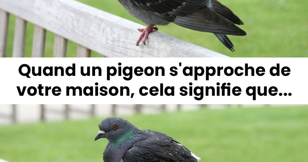 Que signifie la présence d’un pigeon près de chez soi ?