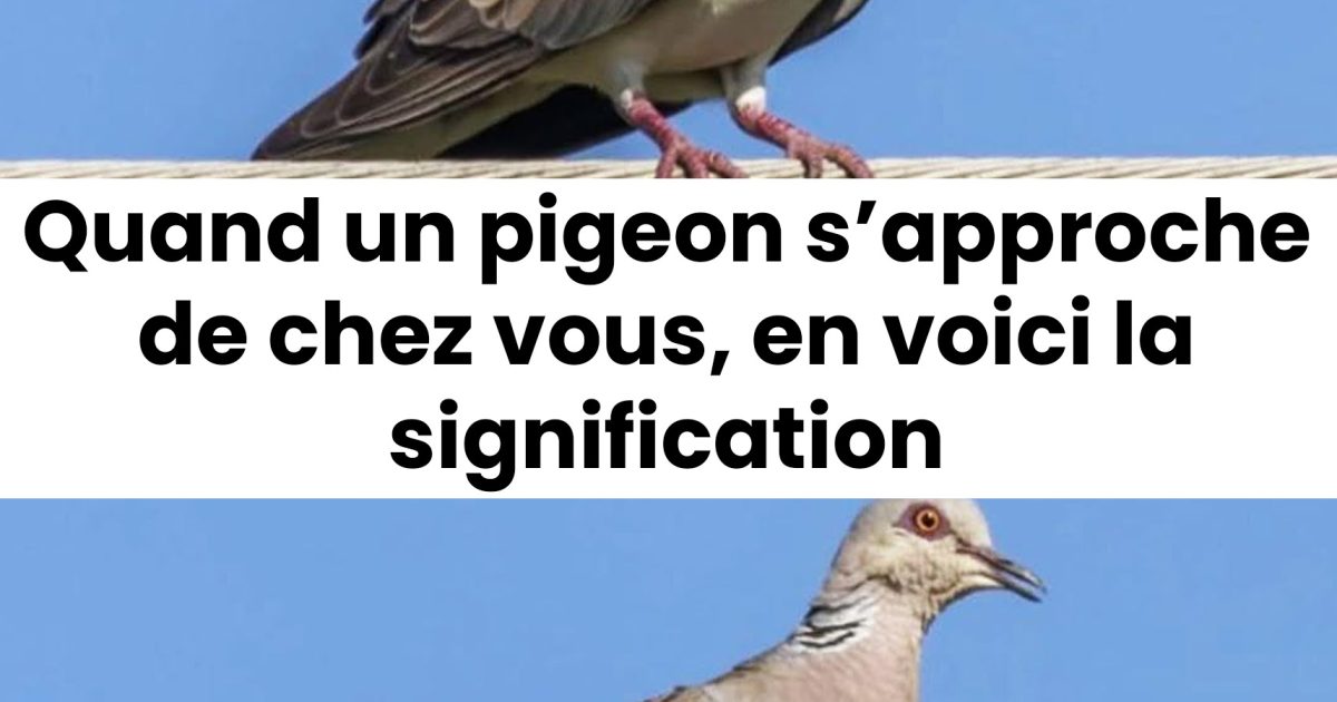 Que signifie la présence d’un pigeon près de chez soi ? Découvrez les raisons possibles de sa venue