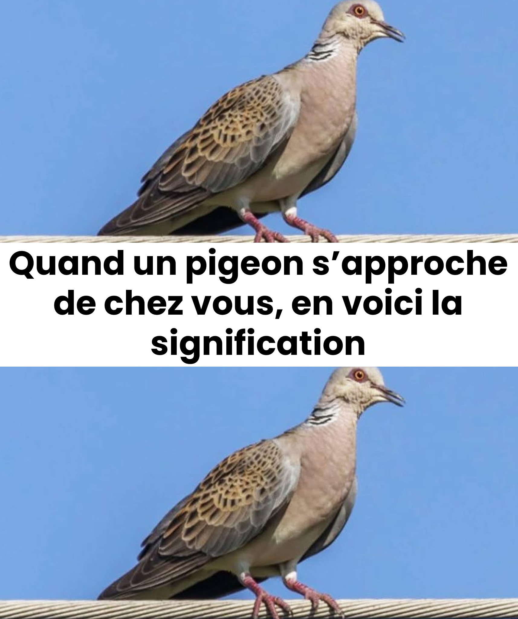 Que signifie la présence d’un pigeon près de chez soi ? Découvrez les raisons possibles de sa venue