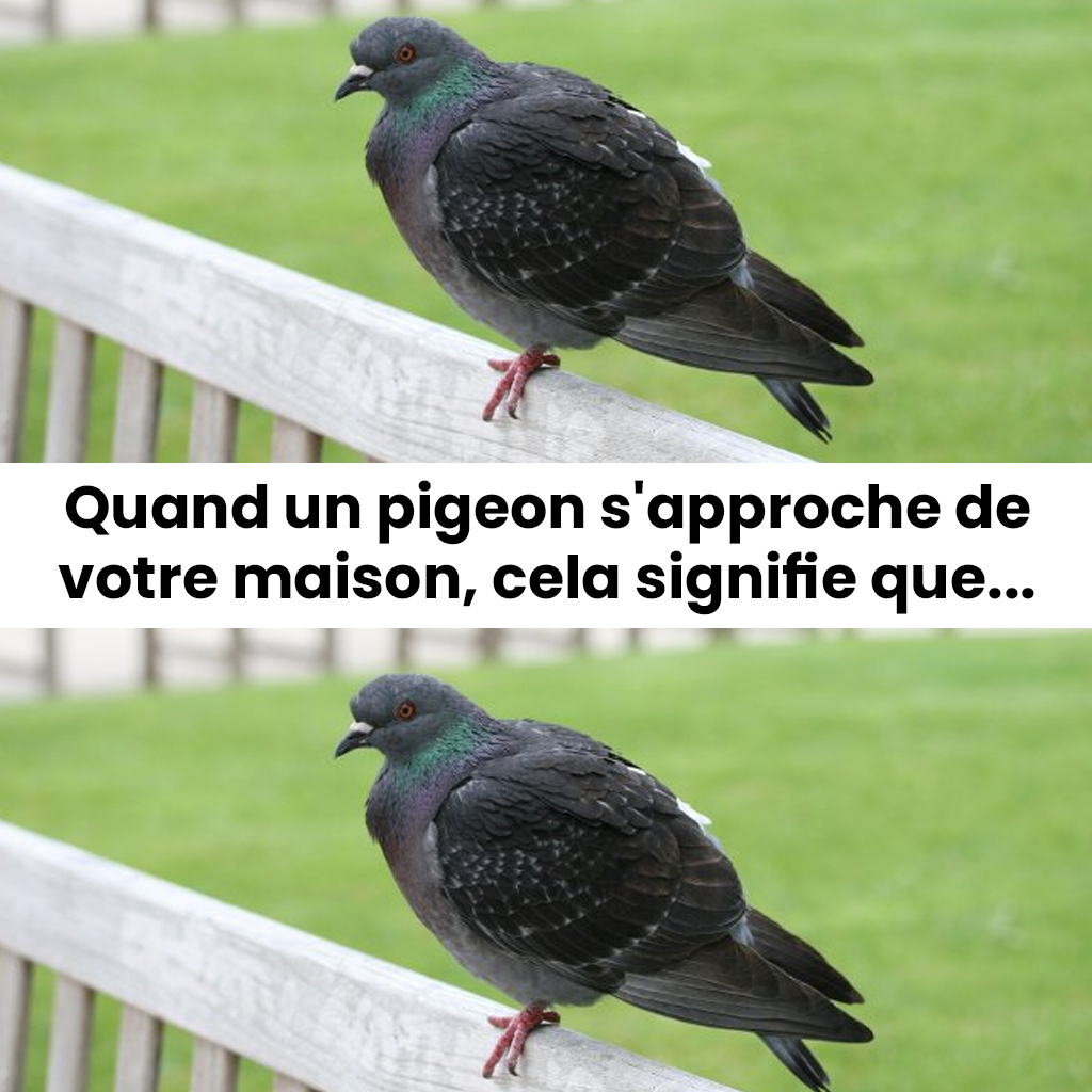 Que signifie la présence d’un pigeon près de chez soi ?