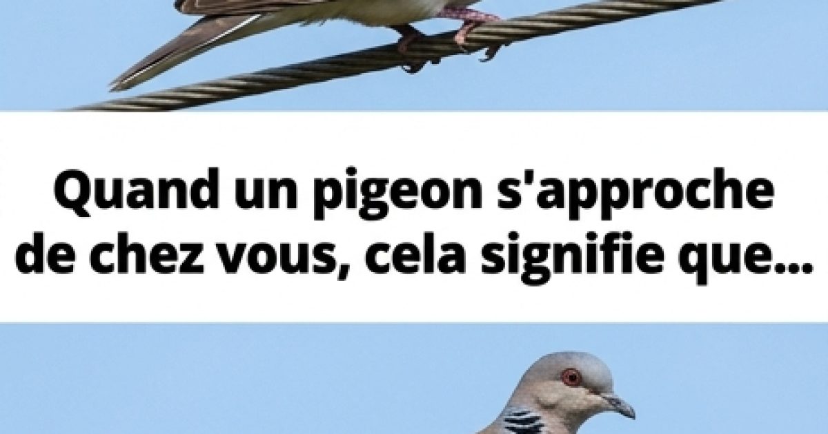Que signifie la présence d’un pigeon près de votre maison ?