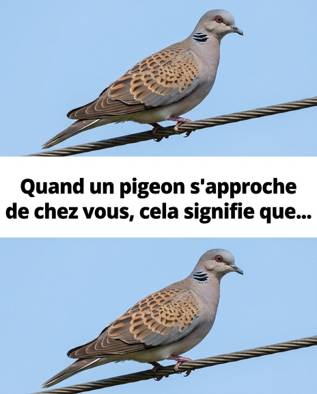 Que signifie la présence d’un pigeon près de votre maison ?