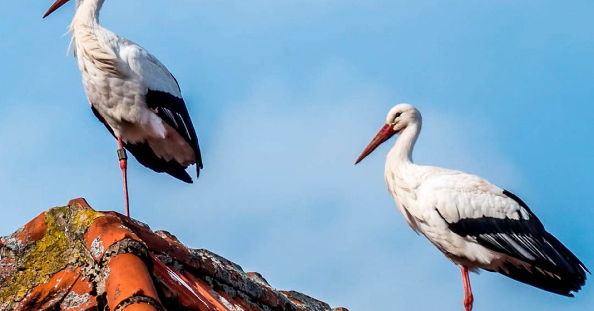 Que signifie l’arrivée d’une cigogne dans votre jardin ?